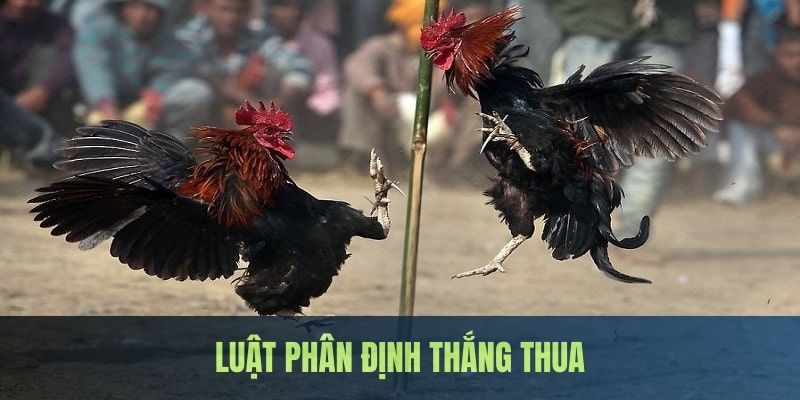 3 cách phân định thắng thua thường áp dụng trong đá gà thomo