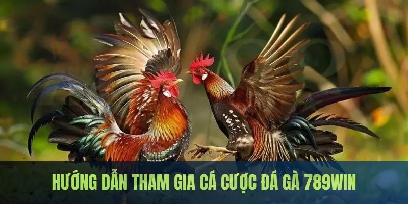 Các bước trải nghiệm đá gà hình thức thomo tại 789WIN