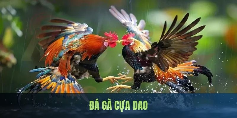 Đá Gà Cựa Dao - Trải Nghiệm Hình Thức Cá Cược Khốc Liệt Và Lôi Cuốn