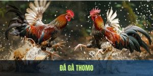 Đá Gà Thomo - Trải Nghiệm Hình Thức Cá Cược Chuyên Nghiệp Và Thu Hút