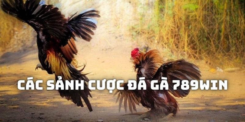 Giới thiệu về chuyên mục giải trí đá gà 789WIN