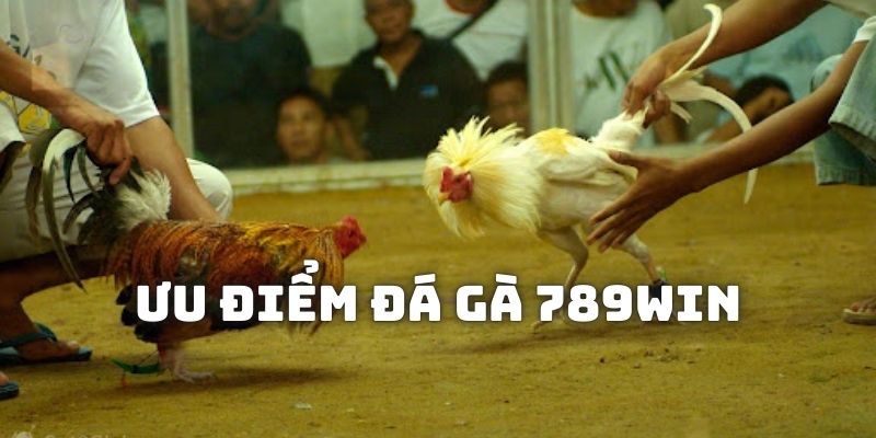 Tại sao hội viên yêu thích chơi đá gà 789WIN?